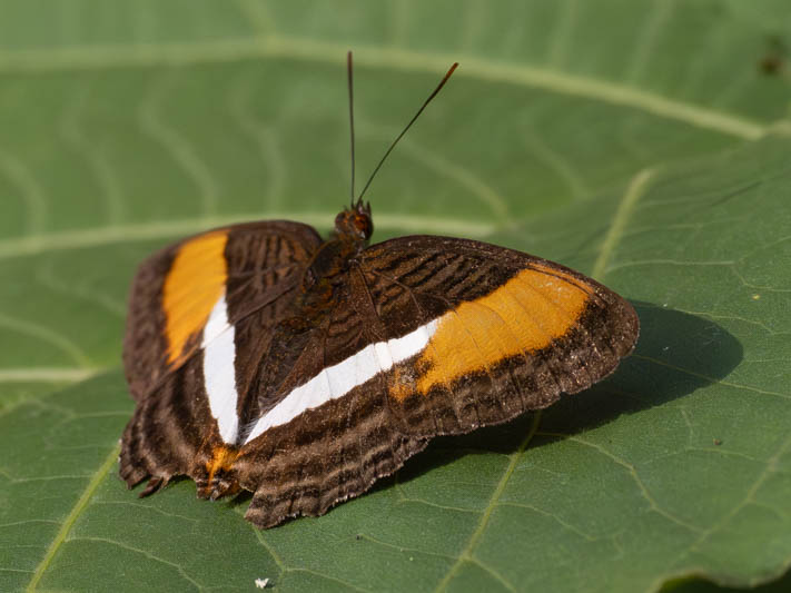 Adelpha cytherea (Smooth-banded Sister).jpg